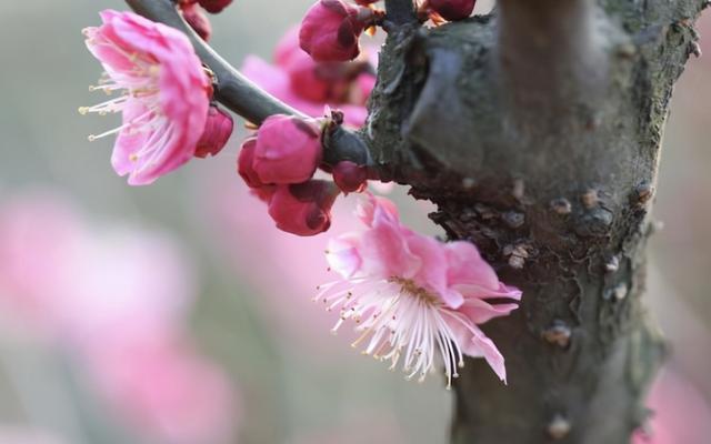 哪句诗是描写梅花的（写出有关梅花的诗句有哪些）-第4张图片