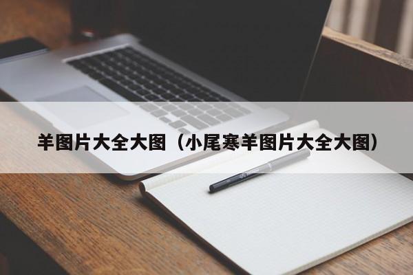 羊图片大全大图（小尾寒羊图片大全大图）